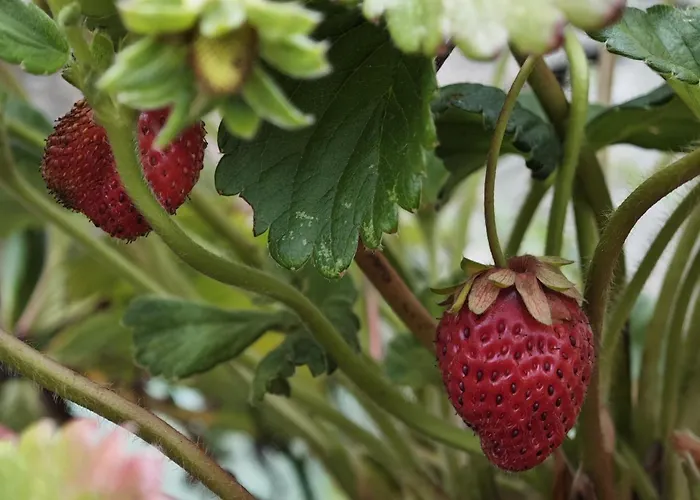 Angel's House Casa vacanze Alcobaça