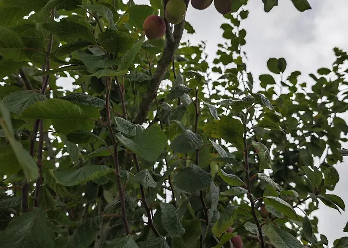 Casa vacanze Angel's House Alcobaça